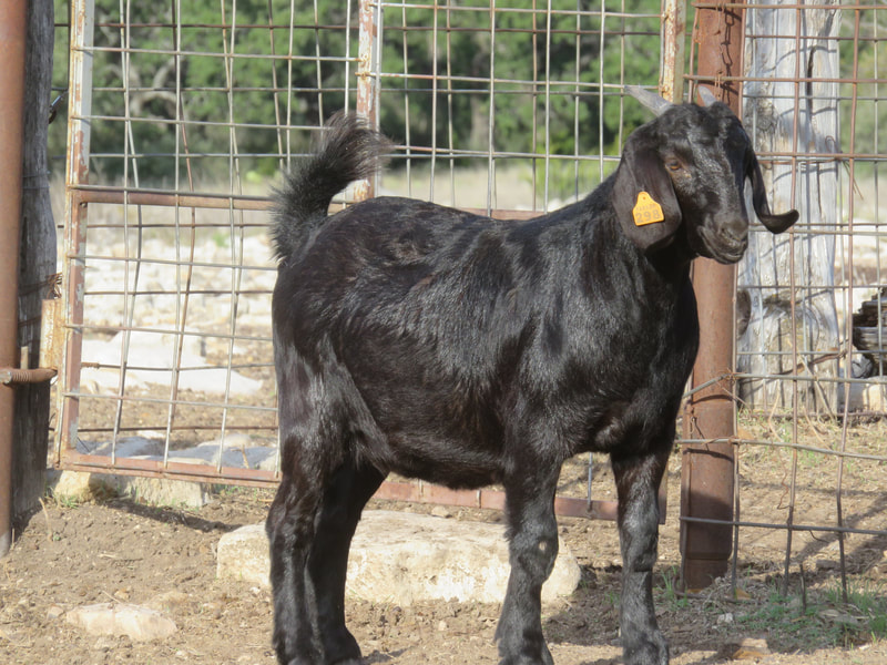Full blood Does - PARKER SPOTTED GOATS